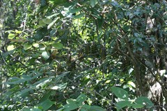 Strobilanthes luridus